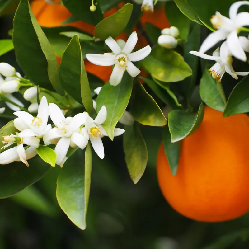 Abverkauf Orange blossom - Candle fragrance oil