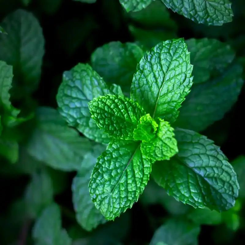 Bestpreis Chlorophyll mint - Candle fragrance oil