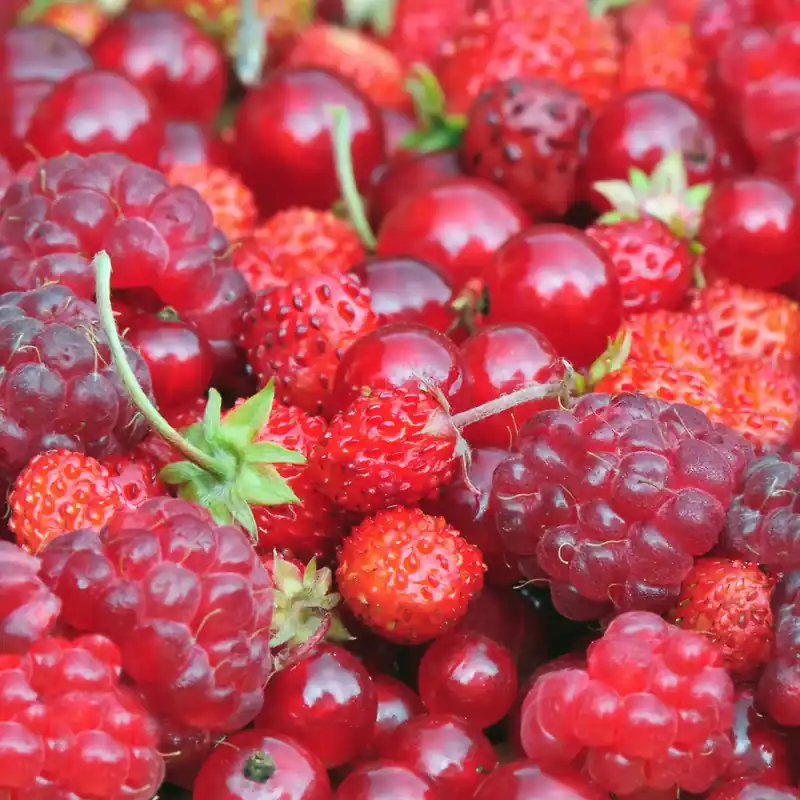 Red berries - Candle fragrance oil Mega-Angebot