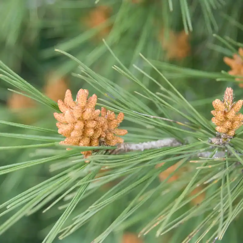 Preisreduziert Landes pine - Candle fragrance oil