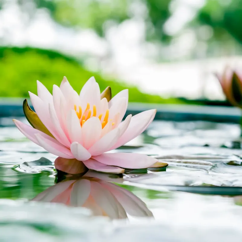 Top-Angebot Lotus Flower - Candle Fragrance