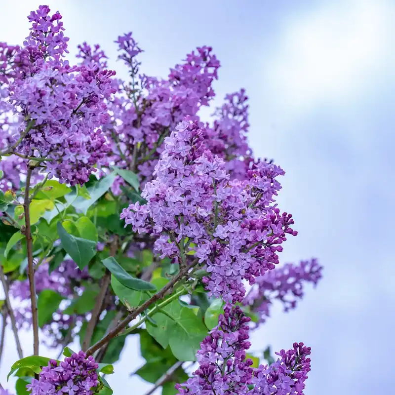 Zertifiziert Lilac - Candle fragrance oil