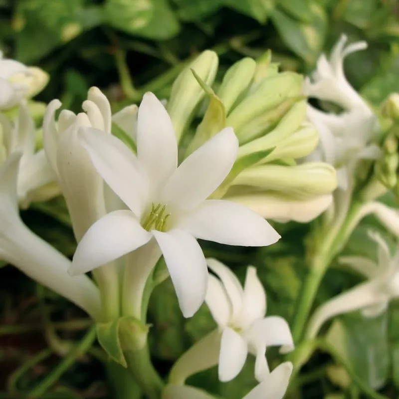 Günstig Tuberose - Candle fragrance oil