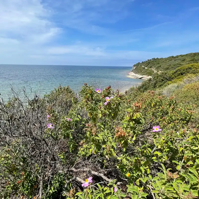 Corsican scrubland - Candle fragrance oil Letzte Chance