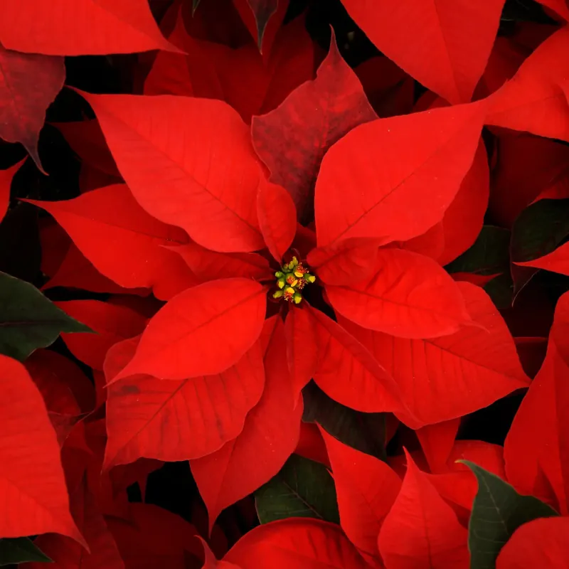 Online Kaufen Christmas flower - Candle fragrance oil
