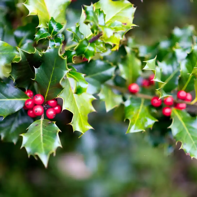 Holly - Candle fragrance oil Echt