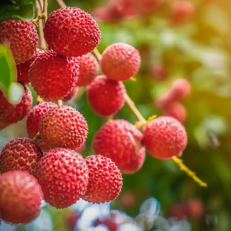 Markenware Lychee - Candle fragrance oil