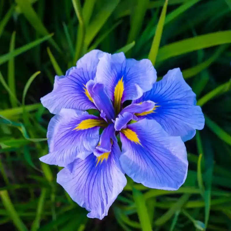 Iris - Candle fragrance oil Finale Aktion