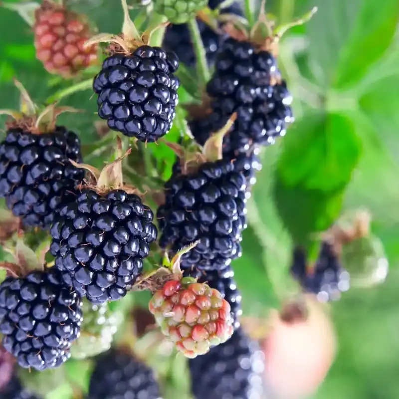 Wild blackberries - Candle fragrance oil Angebot