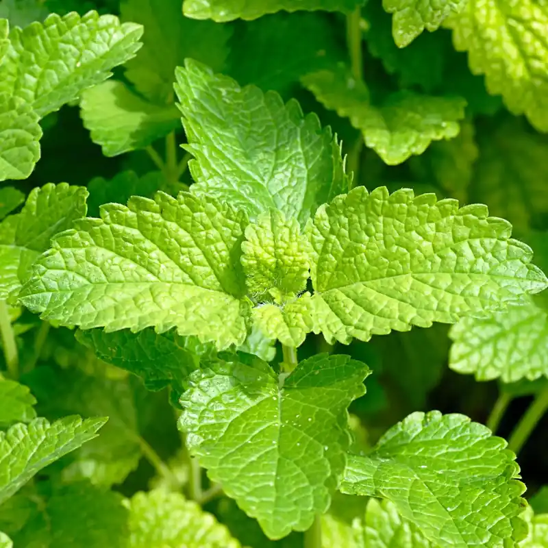 Lemon balm - Candle fragrance oil Top-Seller