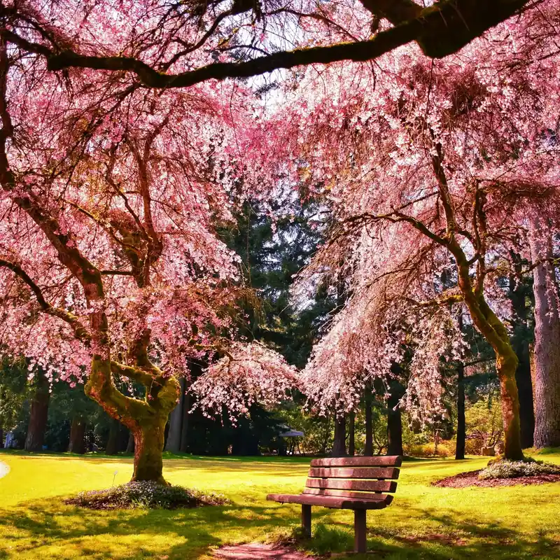 Sichere Zahlung Sakura blossom - Candle fragrance oil