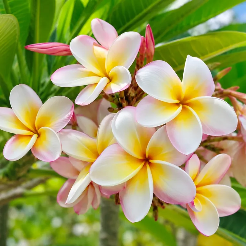 Direktkauf Frangipani flower - Candle fragrance oil