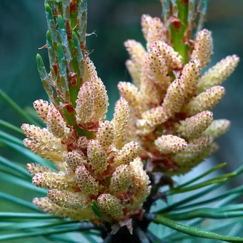 Pine needles - Candle fragrance oil Angebot
