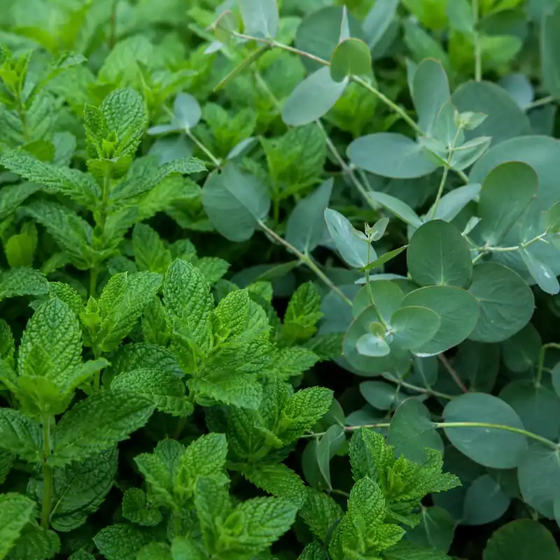 Top-Preis Mint and eucalyptus - Candle fragrance oil