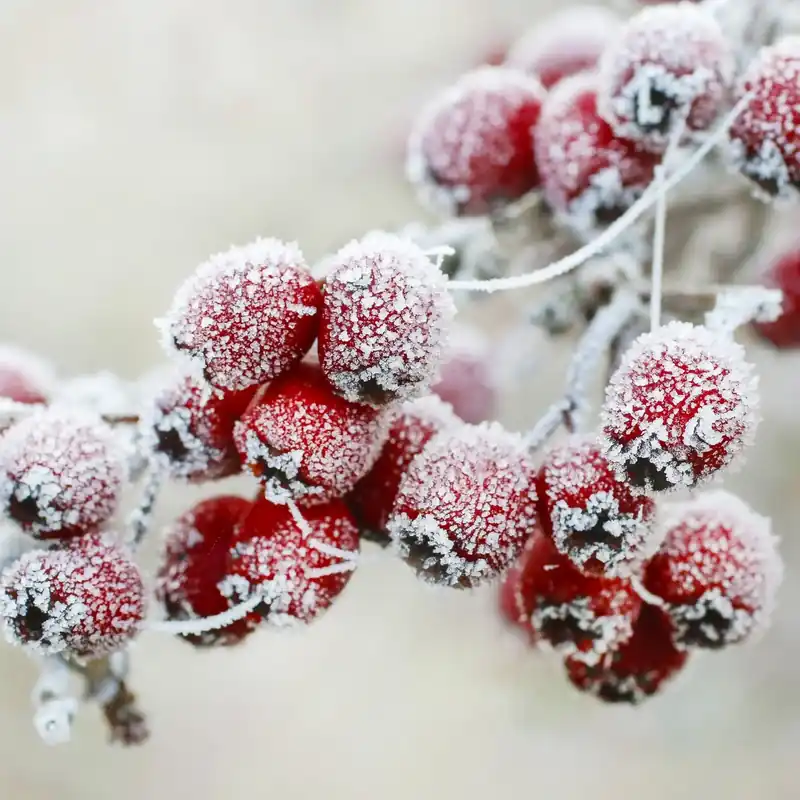 Letzte Chance Frosted berries - Candle fragrance oil