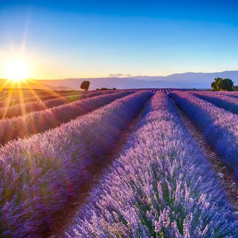 Lavender flower Ornat - Candle fragrance oil Jetzt Bestellen