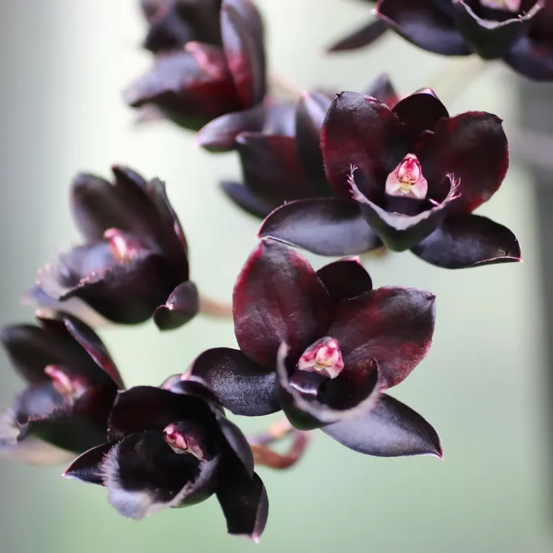 Ausverkauf Black orchid - Candle fragrance oil