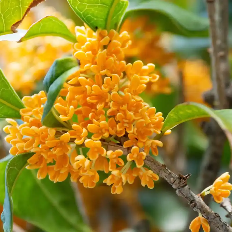Osmanthus - Candle fragrance oil Schnäppchen
