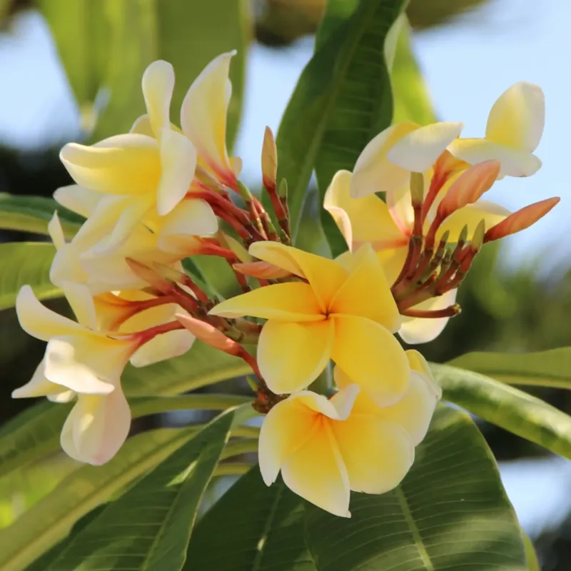 Sichere Zahlung Monoï Boost - Candle fragrance oil