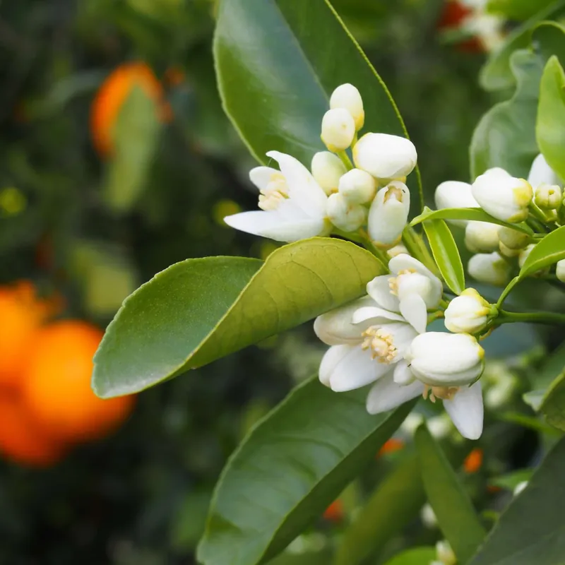 Soothing orange blossom - Mist fragrance Angebot