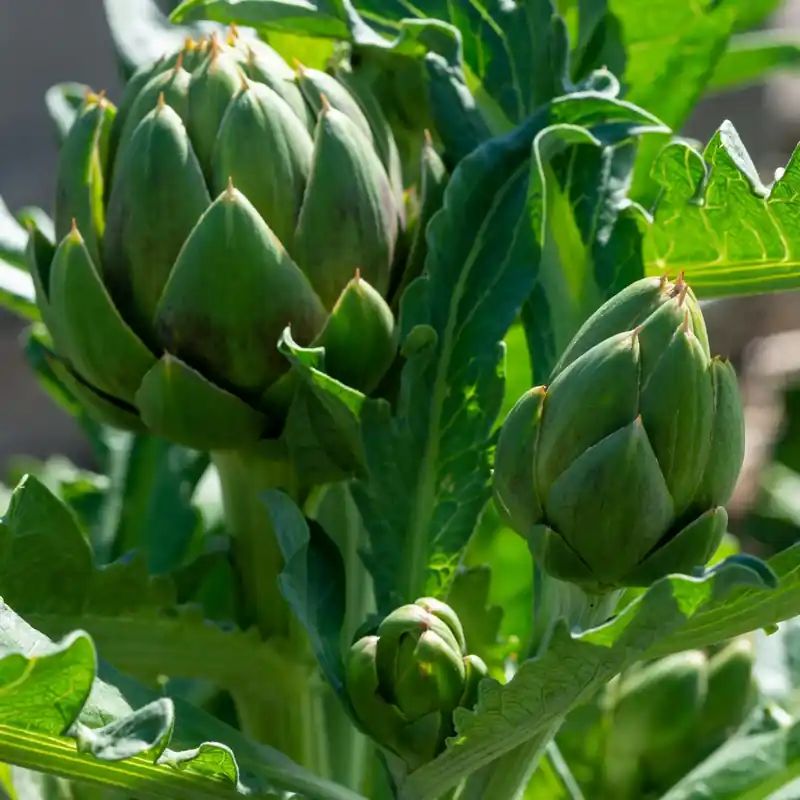 Artichoke heart - Candle fragrance oil Garantierte Lieferung