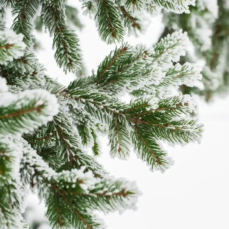 Heißes Angebot Christmas tree Boost - Candle fragrance oil