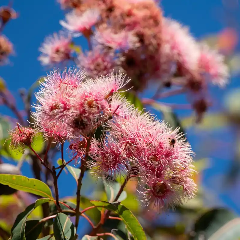 Eucalyptus flower - Mist fragrance Sofort Bestellen