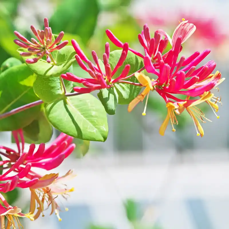 Sofort Bestellen Relaxing honeysuckle - Mist fragrance