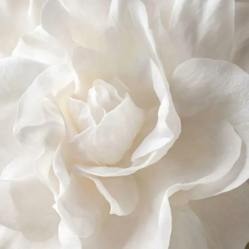 Preiswert White musk Boost - Candle fragrance oil